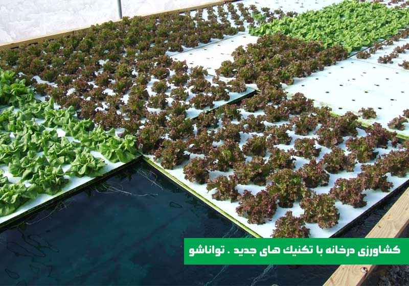 کشت ایروپونیک