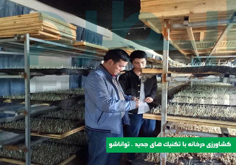 کشت ایروپونیک