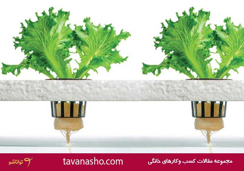 کسب وکار خانگی آسان هیدرو پونیک